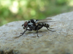 Anthomyia pluvialis