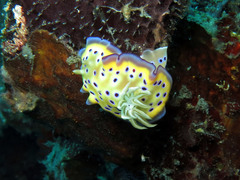 Goniobranchus kuniei