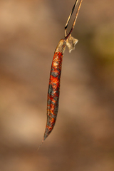 Caragana arborescens