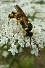 Ichneumon sarcitorius