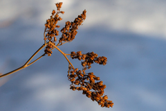 Sorbaria sorbifolia