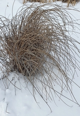 Schoenoplectus lacustris