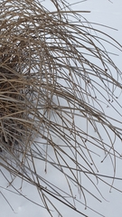 Schoenoplectus lacustris