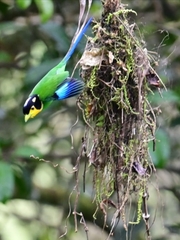 Psarisomus dalhousiae