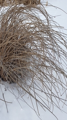 Schoenoplectus lacustris