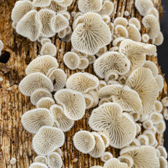 Chaetocalathus craterellus