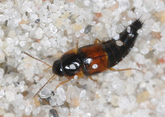 Tachyporus hypnorum
