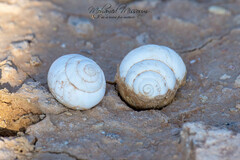 Sphincterochila