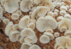 Chaetocalathus craterellus