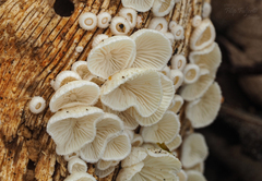 Chaetocalathus craterellus