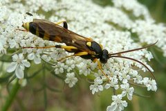 Ichneumon sarcitorius