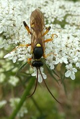 Ichneumon sarcitorius