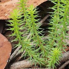 Acrotriche serrulata