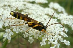 Ichneumon sarcitorius