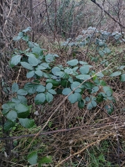 Rubus