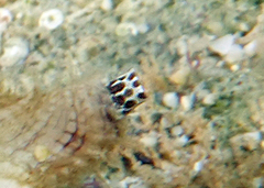 Monoplex gemmatus