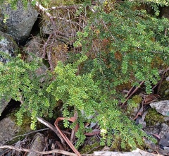 Podocarpus lawrencei