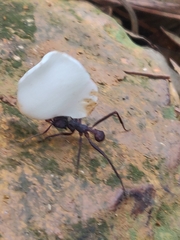 Acromyrmex volcanus