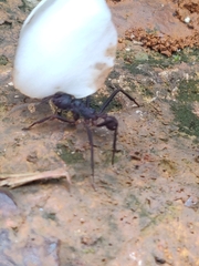 Acromyrmex volcanus
