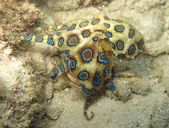 Hapalochlaena lunulata