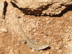 Liolaemus wiegmannii