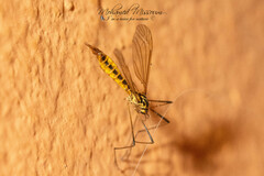 Nephrotoma appendiculata