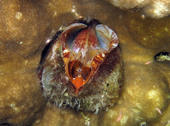 Lamarcka ventricosa