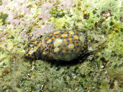 Lamprohaminoea mikkelsenae