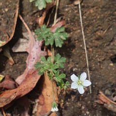 Geranium potentilloides