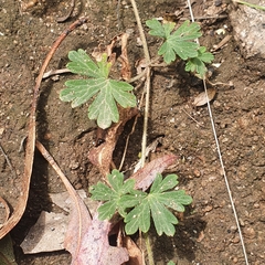 Geranium potentilloides