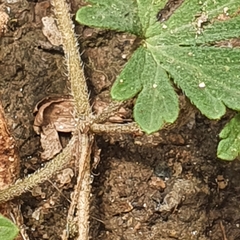 Geranium potentilloides