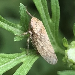 Negosiana