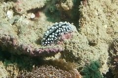 Phyllidiidae