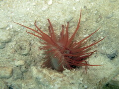 Limaria hakodatensis