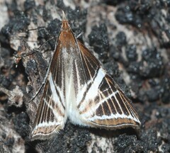 Phrataria transcissata