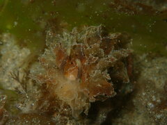 Polybranchia pallens