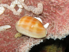 Lyncina