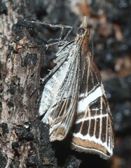 Phrataria transcissata