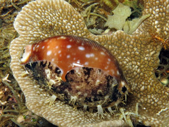 Lyncina vitellus