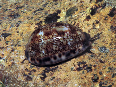 Mauritia arabica