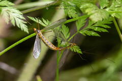 Nephrotoma appendiculata