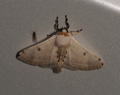 Penicillifera apicalis