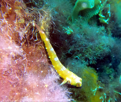 Helcogramma decurrens