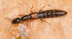 Xantholinus linearis