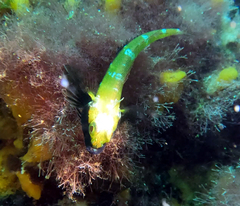 Helcogramma decurrens