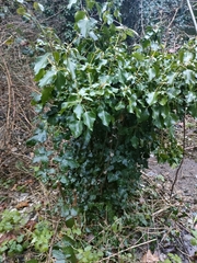Hedera helix