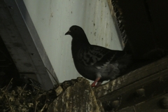 Columba livia domestica