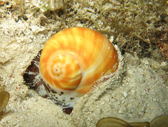Natica stellata