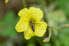 Meliscaeva auricollis