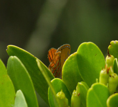 Hypochrysops apelles